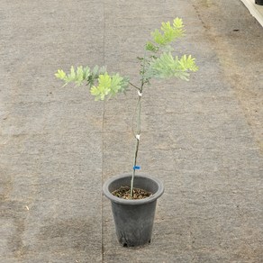 자엽아카시아 높이 약 80cm 공기정화식물 플랜테리어 스마일화훼유통