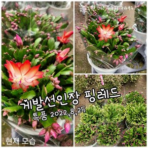 게발선인장 빨강 005 랜덤 공기정화식물/미세먼지/공기정화효과 공기정화식물, 1개