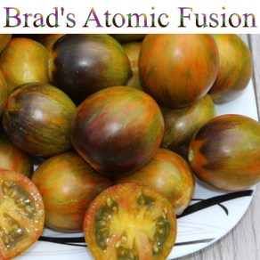 아토믹 퓨전 Atomic Fusion 방울토마토 달콤한 희귀토마토 교육체험용 세트, 1개