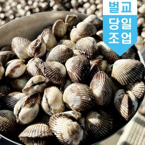 벌교 꼬막 새꼬막 10kg 당일조업 어민살리기 프로젝트 산지직송 소 중 대 특대, 새꼬막(중)_10kg, 1개