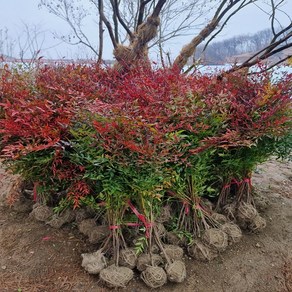 착한가격 나무생각 / 남천나무 / 80cm, 1개