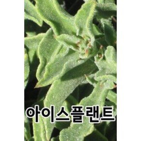 AR 아이스플랜트 아삭하고 짭짤한 채소 씨앗, 1개