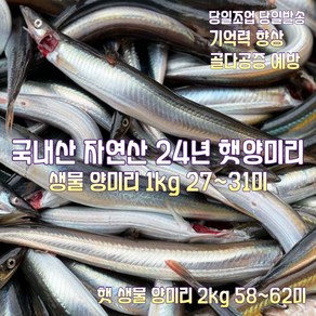 [산지직송] 국내산 자연산 마지막새벽조업 동해안 24년 햇 생물 양미리 1kg 27~31미 1박스 ... 1박스, 1개