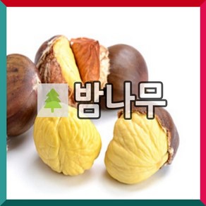 [충북농원] 왕유밤 (포르단) 밤나무 묘목 - 1~2년생 접목묘