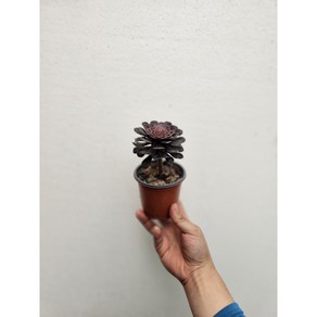 공기정화식물 초코피그미 흑법사 소품 다육이 10-25cm 27, 1개