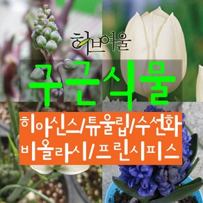 허브여울 구근식물 모음(히아신스5종/튤립5종/미니수선화/프린시피스(알부카)/비올라시) 지름 9cm 소품화분, 미니수선화, 1개