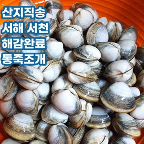 산지직송 서해안 서천 해감 동죽 동죽조개 물총조개 1kg 2kg 3kg 5kg, 1개