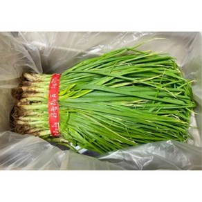 국내산 뿌리 흙쪽파 1kg, 1개