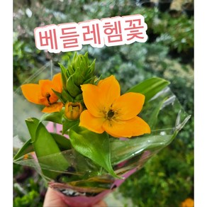 베들레헴꽃/오렌지 색의 꽃이 정말 상큼 베들레햄, 1개