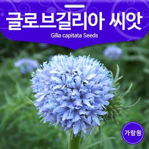 글로브길리아 씨앗 꽃씨 꽃씨앗 야생화 종자 200알