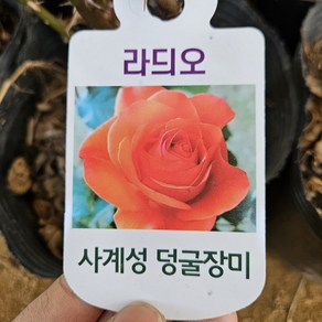 [새싹에서 나무까지] 사계 줄장미 (라듸오) 개화주 (포트묘), 1개, 라듸오