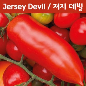 져지 데빌 Jesey Devil 소스 토마토 큰 소스토마토 희귀토마토 씨앗 교육 체험용, 1개