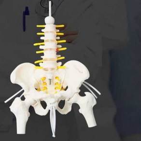 골반 뼈모형 움직이는 교육용 뼈 모델 해부학 모형 교육 산부인과 골반 병원, A