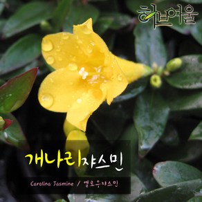 [허브여울] 개나리쟈스민(Caolina Jasmine재스민) 지름 9cm 소품화분, 1개