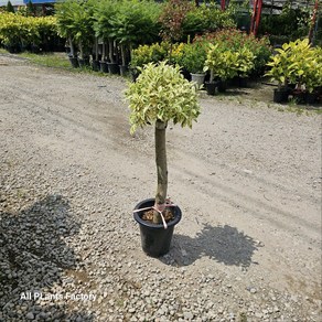 식공플랜츠 칼라벤자민 굵은 목대 대품 반려식물 개업화분 100-130cm 549, 1개