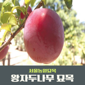 서울농원묘목/자두나무 묘목 왕자두 알프스왕자 접목1년생