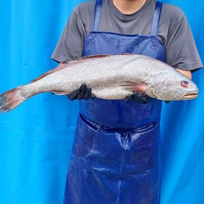 국내산 손질 통민어 특대50cm 중량1.3kg, 1개, 손질중량 1.3kg