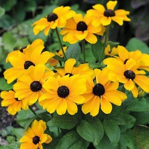 미니 루드베키아 토토 골드(종자 꽃씨앗 / 10립)Toto Gold Rudbeckia