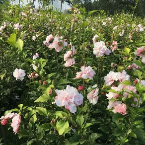 목하원예조경 신품종 무궁화나무 (루분홍심) 60cm전후 개화주 포트묘