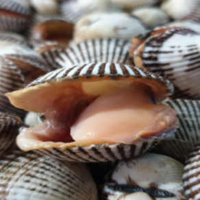 싱싱햇 벌교 남도 제철 꼬막 새꼬막 1kg, 1kg 중대(90미 내외), 1세트