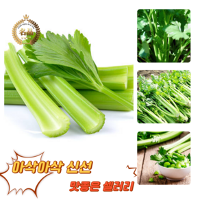 [굿피플] 셀러리 국내산셀러리 샐러리 celey 새러리 야채셀러리 셀러리스틱, 2kg, 1박스