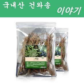 해피스토어70 국내산 건와송 (말린 와송), 1개, 100g