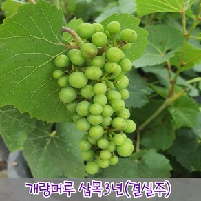 충주원예조경 / 개량머루 / 삽목3년 / 결실주