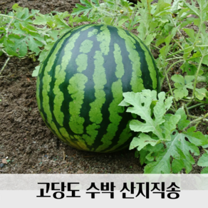 [파격특가] 함안 고당도 수박 하우스수박 산지직송, 1개, 6kg이상