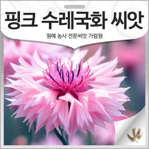 핑크 수레국화 씨앗 분홍색 꽃씨 종자 수레국화씨 100알, 1개