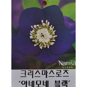 피어나라야생화 크리스마스로즈 (아네모네 블랙), 1개