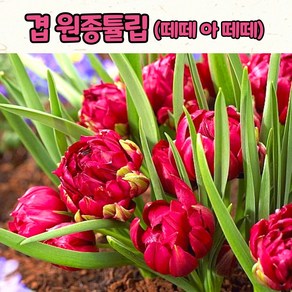 겹 원종튤립 떼떼아떼떼 / 추식구근 /겹튤립꽃/겹빨강꽃, 1세트, 수량(1구)