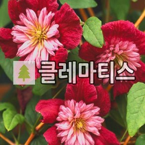 클레마티스 큰꽃으아리 아방가르드 14cm 포트묘, 1개