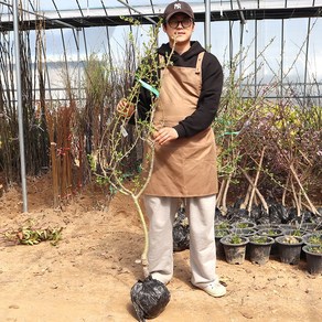 루비산사나무 묘목 3년생 봄꽃나무 원예 가든 조경수 정원수 공원수 경관수 관상수 반려나무, 1개