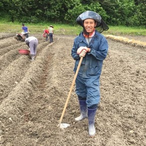 우량 고사리종근 (뿌리) 40평식재 /36키로 먹고사리 씨앗 /맛있는먹고사리종근 고사리키우기, 1개