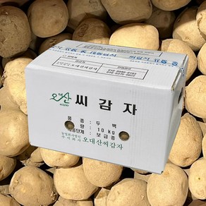 강원도 정품 두백 씨감자 보급종 감자씨 종자 분나는 감자, 4kg, 1개