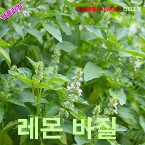 팝플라워 레몬바질 (Lemon Basil) 씨앗 30립, 1개