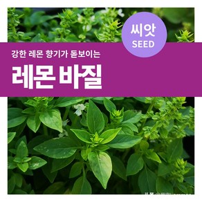 마이플랜트 레몬 바질 씨앗 200립