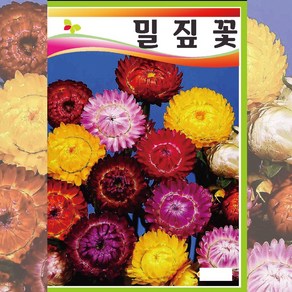 꽃씨 밀짚꽃 100립 밀 짚 꽃 더블믹스 꽃 종자, 1개