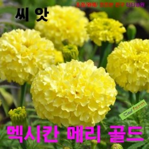 꽃씨 팝플러스 멕시칸 메리골드 10립, 1개