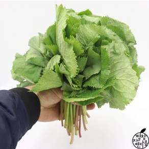 강원도 평창 생 곰취 나물 1kg / 자연산 생취나물 취나물 1kg, 곰취 1kg, 1개