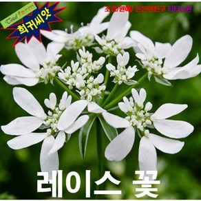 (희귀씨앗) 오를라야 (레이스꽃 Olaya gandifolia) 5립, 1세트