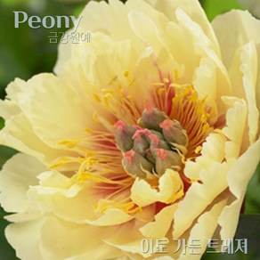 이토 작약(Itoh Peony) 숙근 입고 이토 가든 트레져(2~3촉) 금강원예, 1개