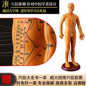 탁상용 마네킹 경혈 지압 머리 경락 62cm 한의학 인체 혈자리 모형, 1. 브론즈 소프트형 남성 52cm