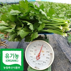 산지직송 국내산 유기농 셀러리 샐러리