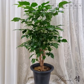 플라워석 녹보수 대박나무 공기정화식물 최상품 75~80cm