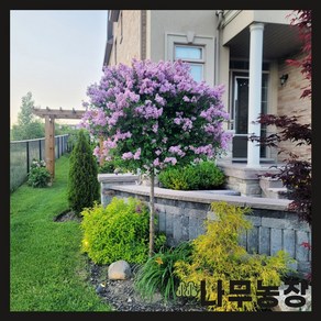 (나무농장) 스탠드라일락 스탠다드형 라일락나무, 1개, 팔라빈