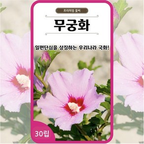 무궁화 씨앗 30립 꽃씨 몰 다년생 샤론의 장미 Rose of Sharon seed