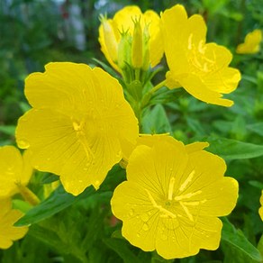 [이삽저삽] 황금낮달맞이 꽃모종(4치포트15개/4치포트)봄꽃 다년생 노랑낮달맞이모종 야생화 화단 정원용 조경용 초화류 관상용