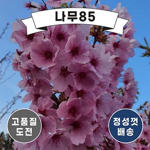 (나무85) 홍벚 접목1년, 1개