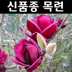 신품종목련(사계적목련 제니) 나무 묘목 접목1년 뿌리묘1개/정원수 조경수, 1개